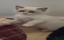 Ragdoll cats for sale: Gorgeous Ragdoll Kittens  - Image 4