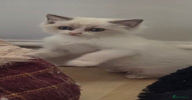 Ragdoll cats - Advert 11