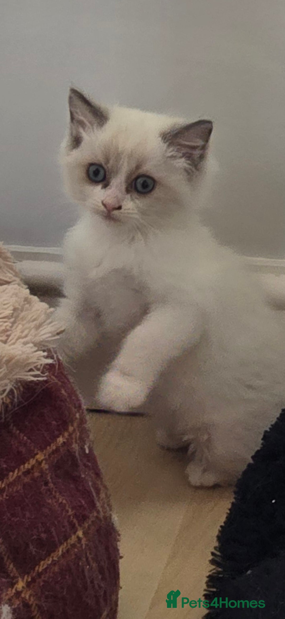 Ragdoll cats for sale: Gorgeous Ragdoll Kittens  - Image 4