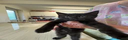 Mixed Breed cats for sale: Kittens for sale - Advert 5