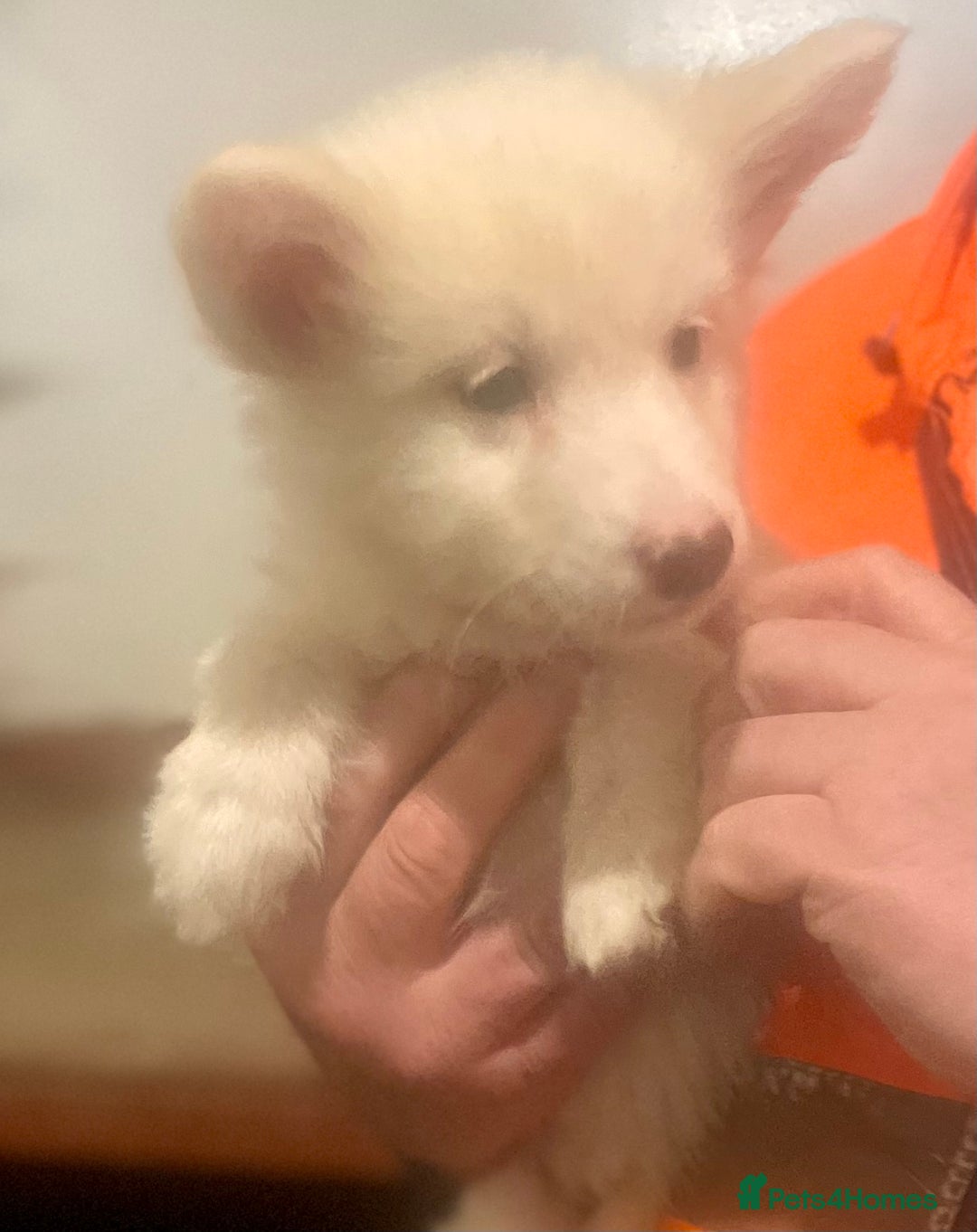 Siberian Husky dogs for sale: READY NOW German Shepherd cross Husky Puppies  in Kinross - Image 9