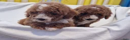 Cockapoo dogs for sale: F1b, genetically health clear - Advert 9