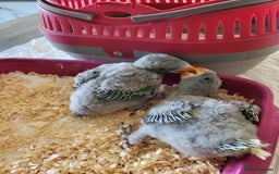Parakeets birds for sale: Hand reared derbyan - Image 3