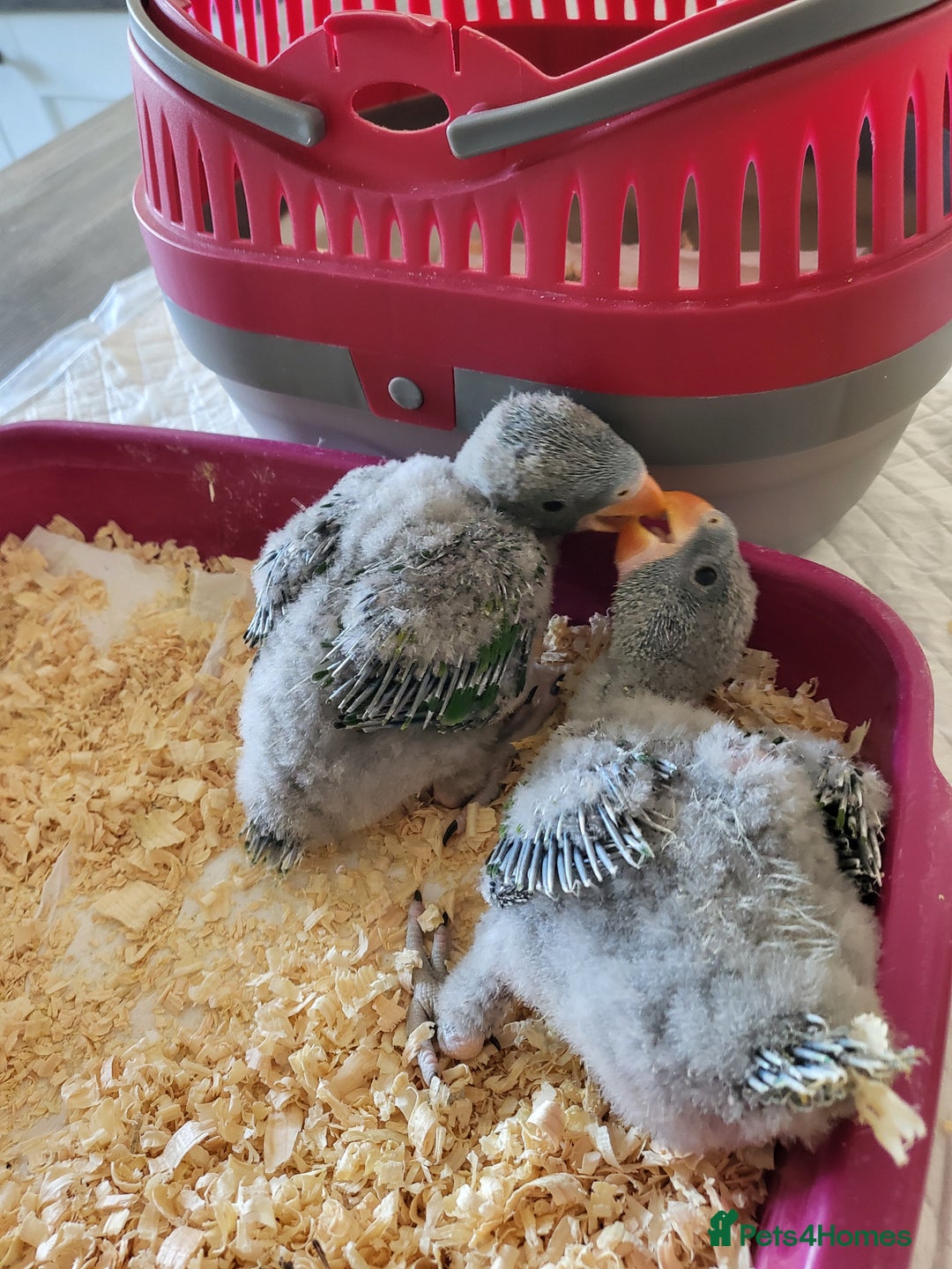 Parakeets birds for sale: Hand reared derbyan - Image 3