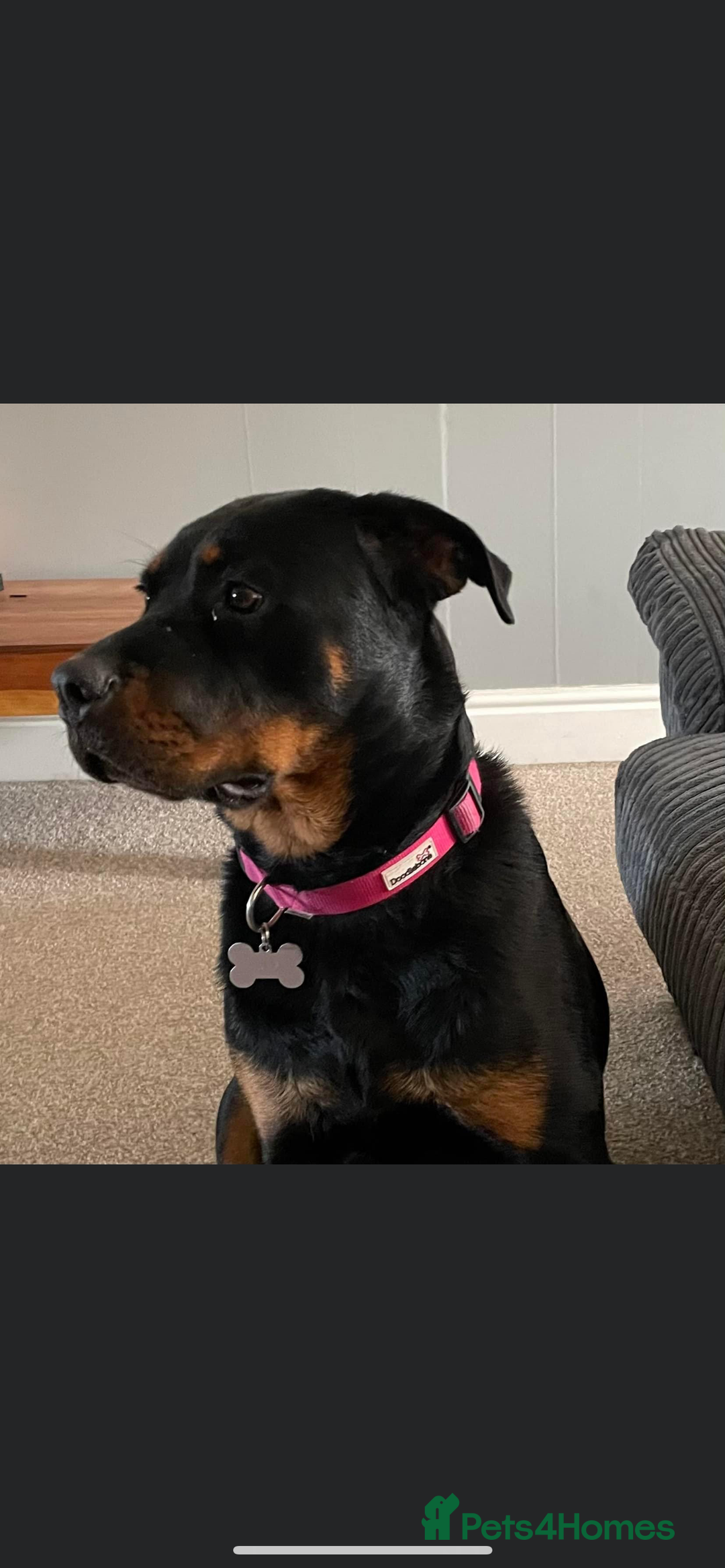 Rottweiler dogs for sale: 3 year old Rottweiler Female - Image 6