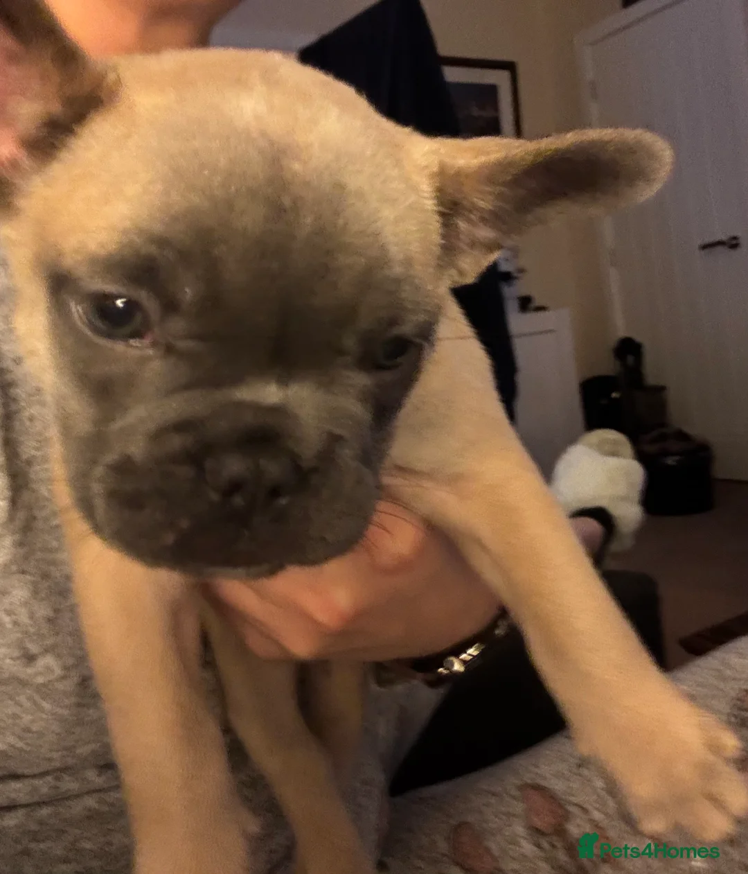 French Bulldog dogs for sale: French Bulldog puppies for sale 1 LEFT  - Advert 6