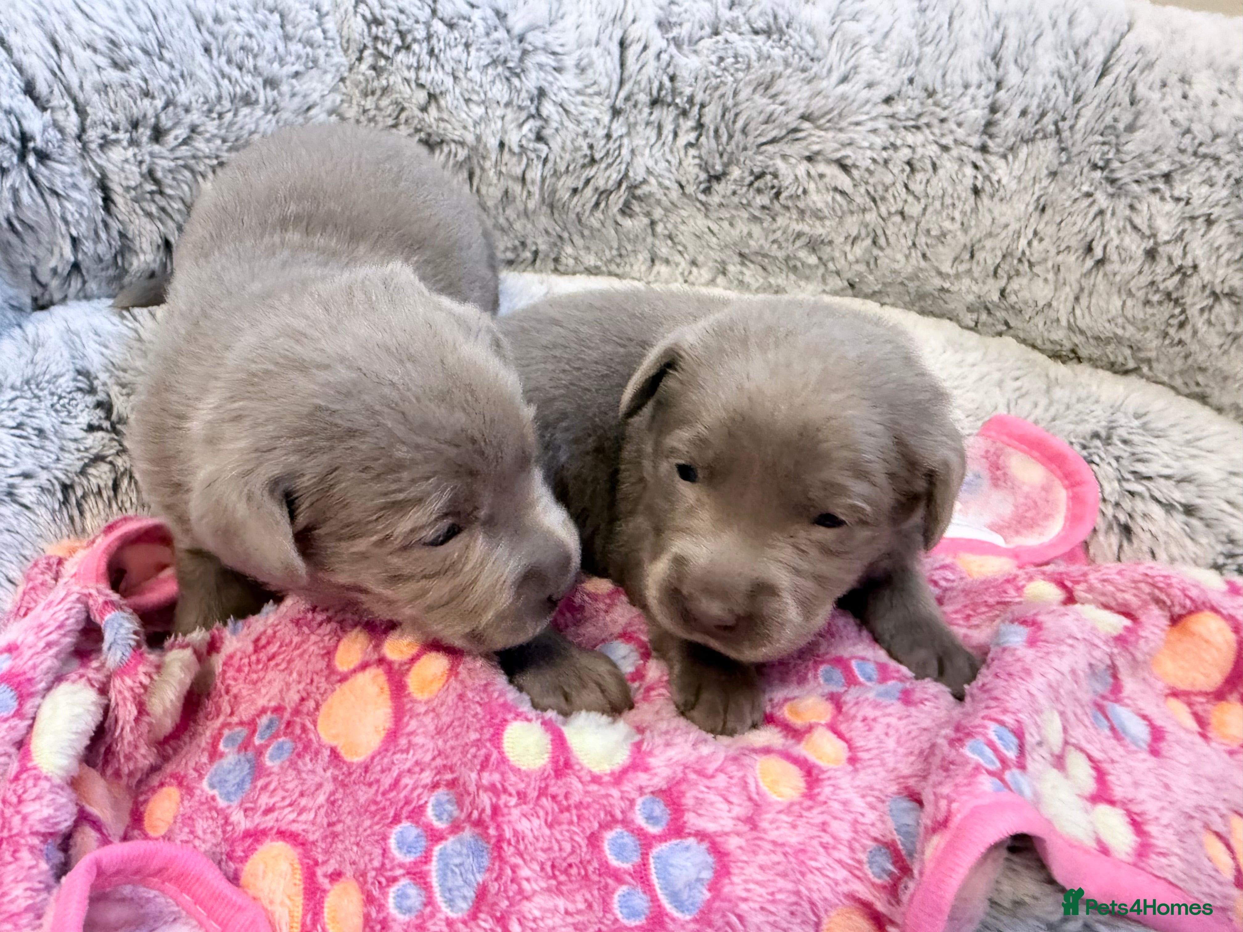 Labrador Retriever dogs KC SILVER-CHARCOAL-CHAMPAGNE Labradors  - Advert 3