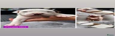Old Tyme x American bulldog Puppy 3