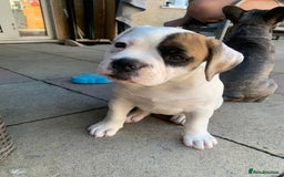 Dorset Olde Tyme Bulldogge dogs for sale: 12 week old olde Tyme bulldog female - Image 2