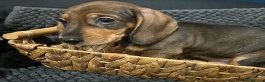 Miniature Dachshund 2