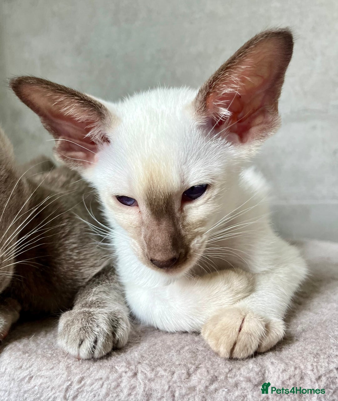 Siamese cats for sale: Siamese Oriental kittens superb pedigree GCCF  - Image 5