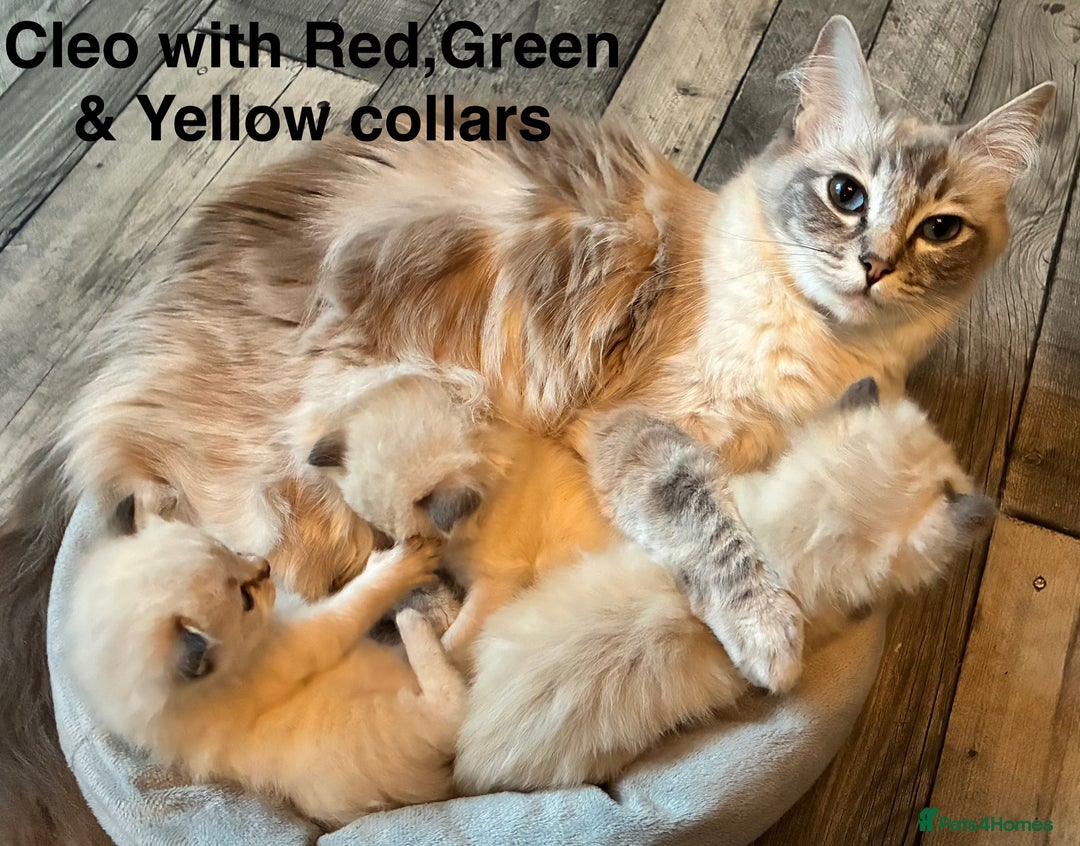 Ragdoll cats for sale: 4 Prebred Ragdolls kittens for sale - Image 20