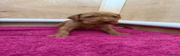 Hungarian Vizsla dogs for sale: Wirehaired Hungarian Vizsla - Advert 28