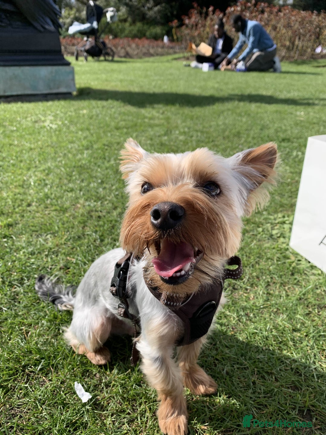 Yorkshire Terrier dogs for stud: Stud Dog Available: Handsome Yorkshire Terrier in London - Image 3