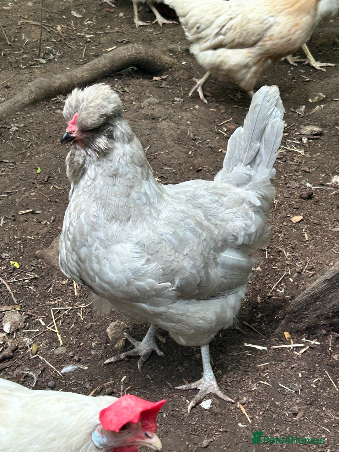 Chickens poultry for sale: Unsexed Araucana Chicks - Image 12
