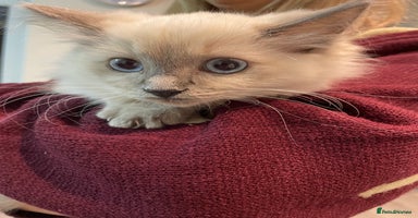 Ragdoll cats - Advert 12