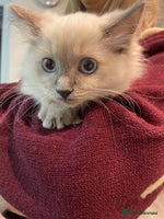 Ragdoll cats - Advert 9