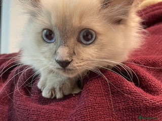 Ragdoll cats - Advert 22