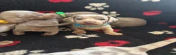 Miniature Dachshund dogs for sale: Minature dashund puppies 1BOY LEFT - Advert 10