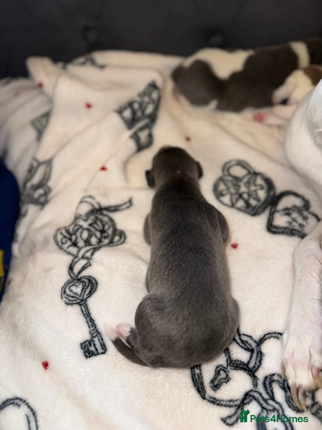 Whippet dogs for sale: KC Registered Whippet Puppies - Advert 14