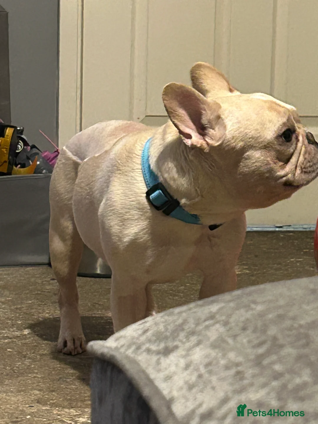 French Bulldog dogs for sale: French bulldog - Advert 2