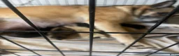 Shepsky dogs for sale: Beautiful fluffy puppies - Advert 3