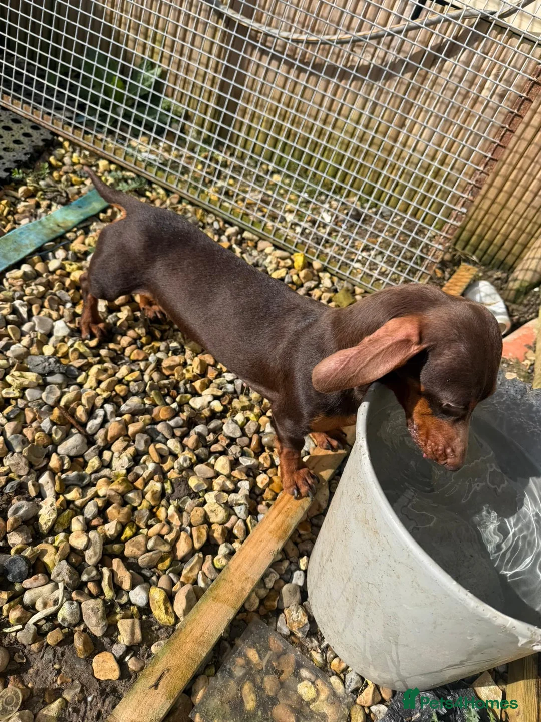 Miniature Dachshund dogs for sale: For sale  - Advert 2