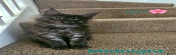 Maine Coon cats for sale: ✨ Meet Our Magnificent Maine Coon Kittens ✨ - Advert 4