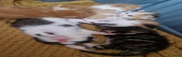 Mixed Breed cats for sale: Kittens  - Advert 2