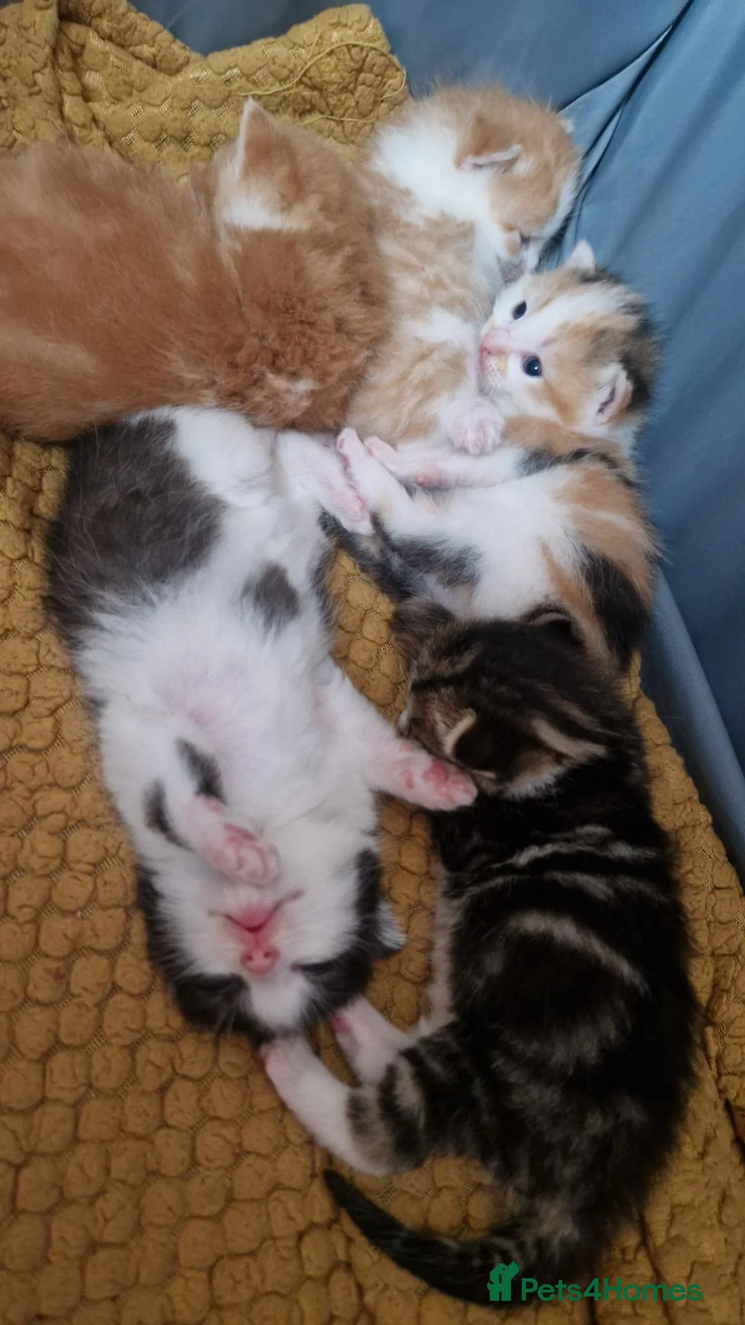Mixed Breed cats for sale: Kittens  - Advert 2