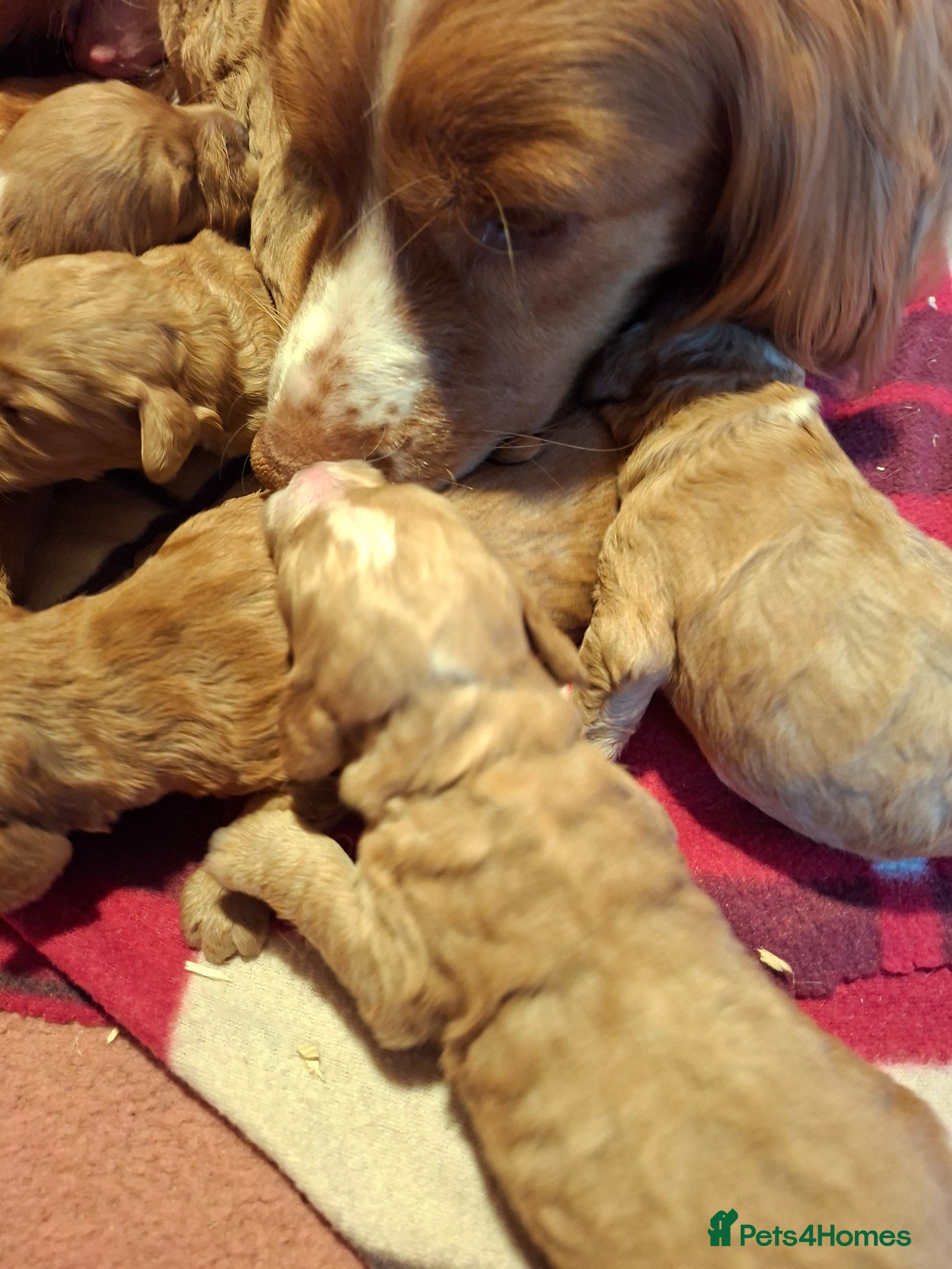 Cockapoo dogs F1 Cockapoo puppies  - Advert 1