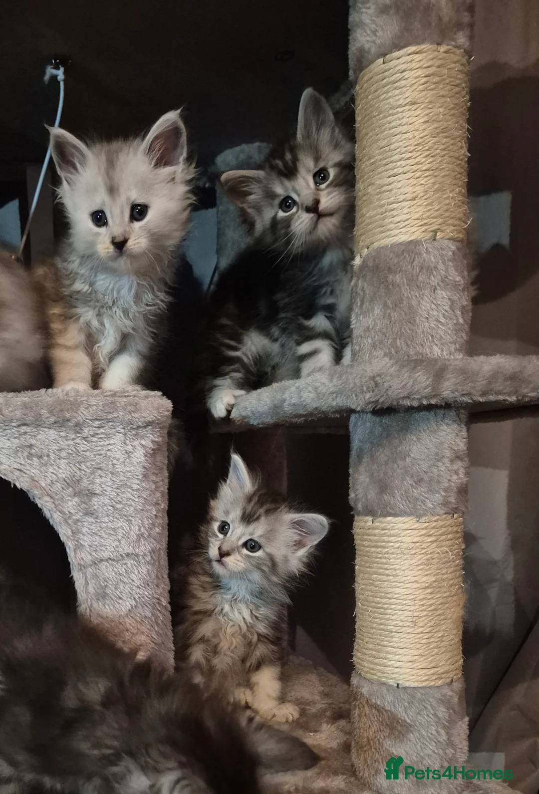 Maine Coon cats for sale: Tica registered Maine Coon kittens - Advert 25