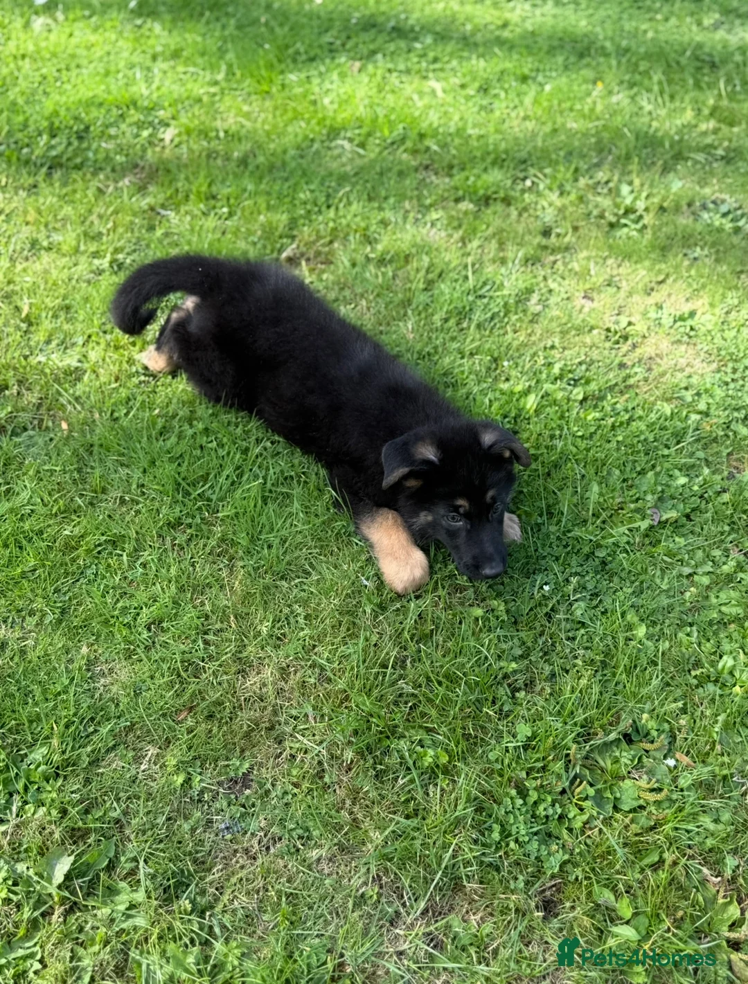 German Shepherd dogs for sale: KC health tested parents 💙 - Advert 13