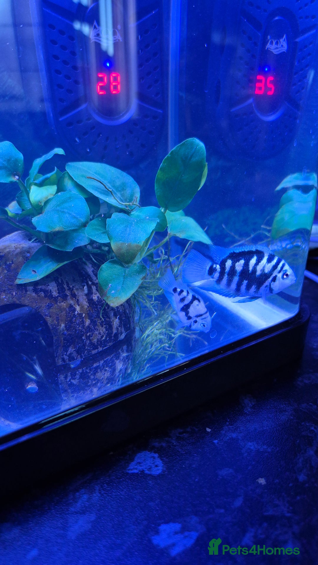 Cichlids fish for sale: Blue parrot fish - Advert 1