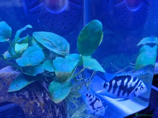 Cichlids fish Blue parrot fish - Advert 3