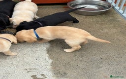 Labrador Retriever dogs for sale: IGL Champion × Top Irish Bitch Ready Mid–End Aug - Image 3