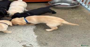 Labrador Retriever dogs - Advert 2