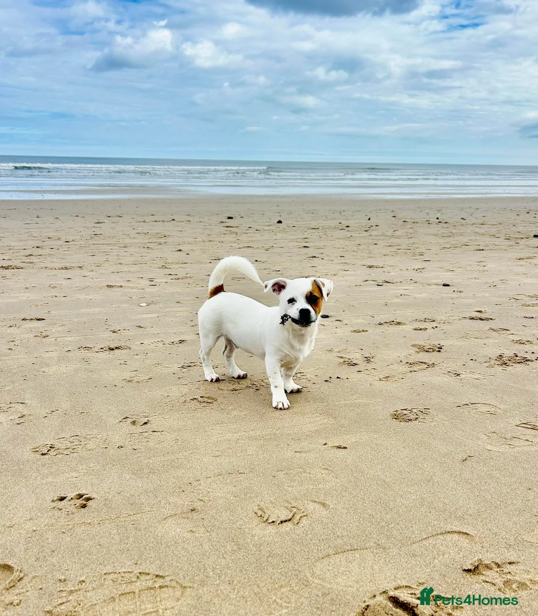 Mixed Breed dogs for sale: Beautiful Jack Russel Boy  in Mexborough - Advert 2