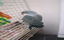 Parakeets birds for sale: Quaker parrots babies hand reared different colour - Image 15