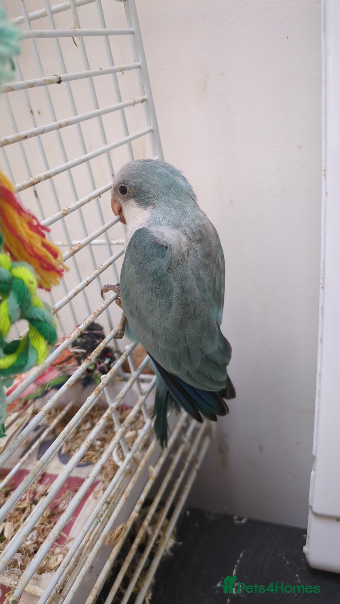 Parakeets birds for sale: Quaker parrots babies hand reared different colour - Image 15