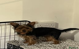 Yorkshire Terrier dogs for sale: Miniature female Yorkshire terrier - Advert 3