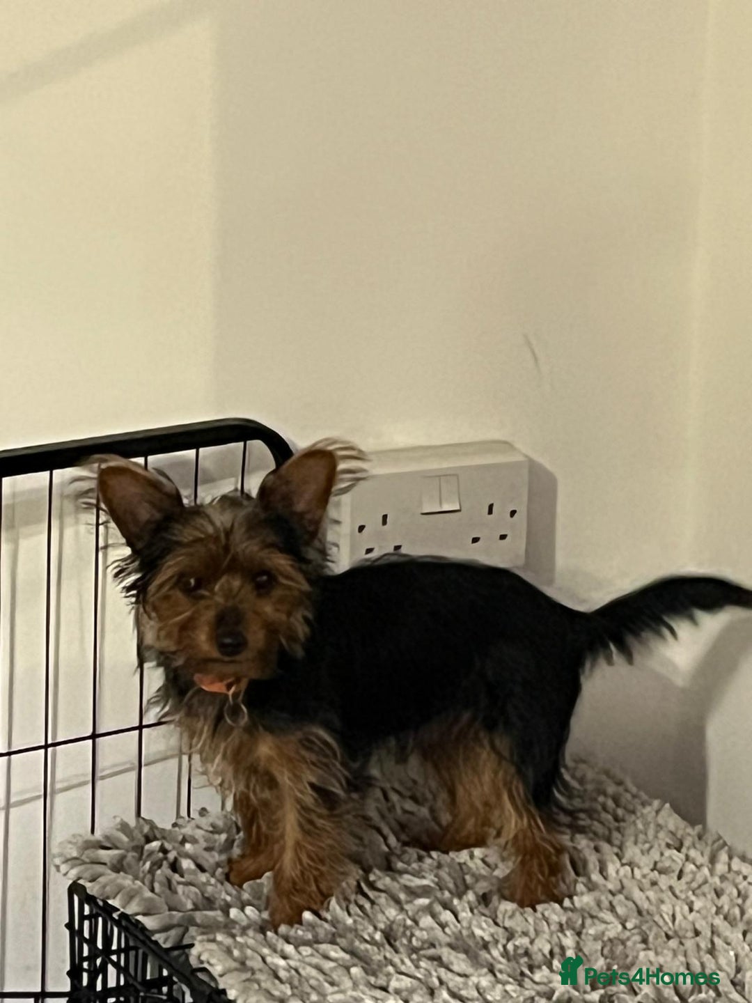 Yorkshire Terrier dogs for sale: Miniature female Yorkshire terrier - Advert 3