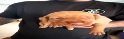 Hungarian Vizsla dogs for sale: Short haired Hungarian Viszla - Advert 8