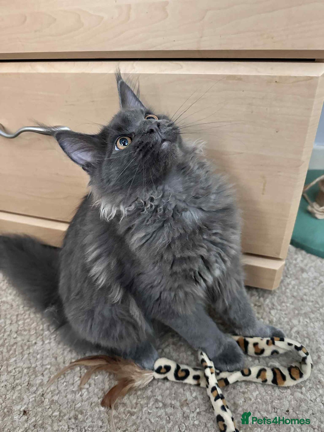 Maine Coon cats for sale: Stunning Maine Coon Kittens (Tica Registered)  in Colchester - Image 13