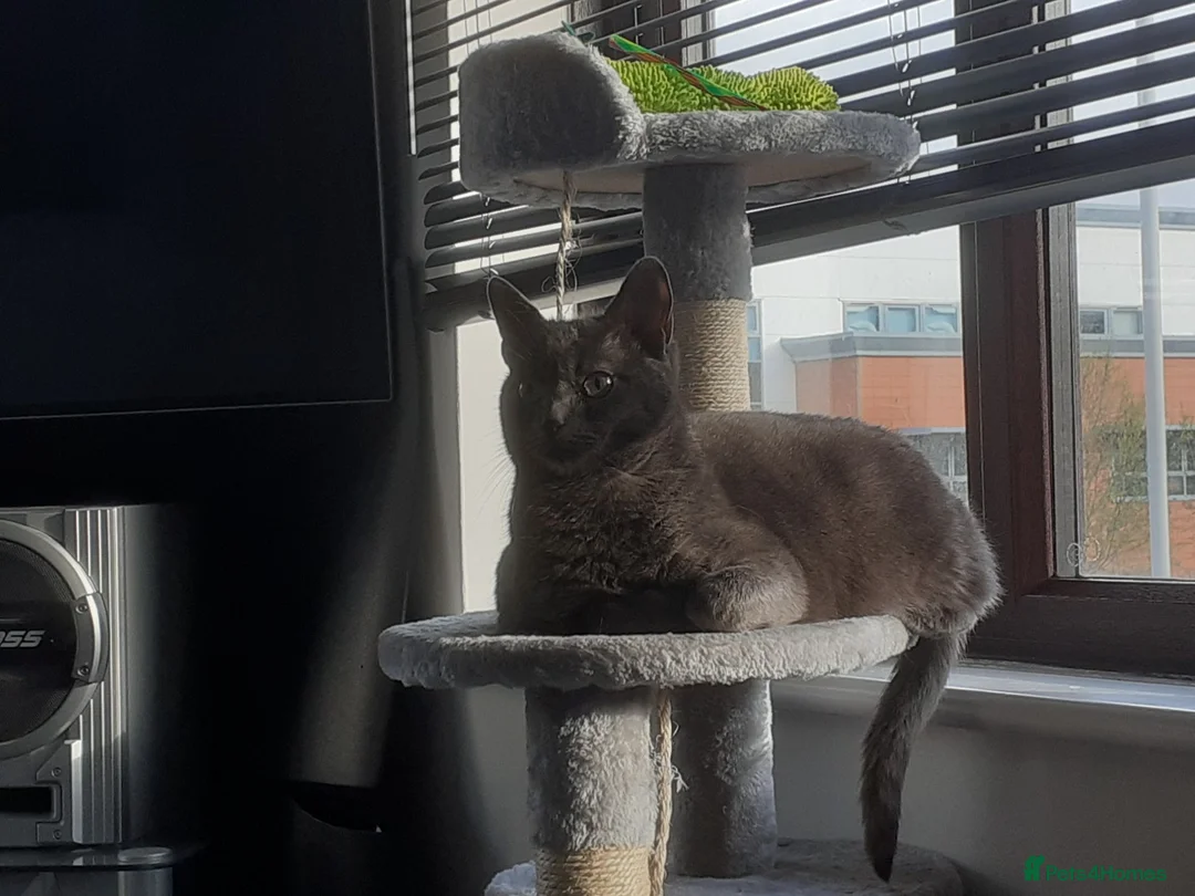 Russian Blue cats for sale: Dusty in Poole - Advert 3