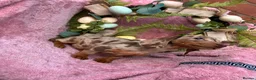 Miniature Dachshund dogs for sale: Miniature dachshund pups long hair & smooth hair  - Advert 1