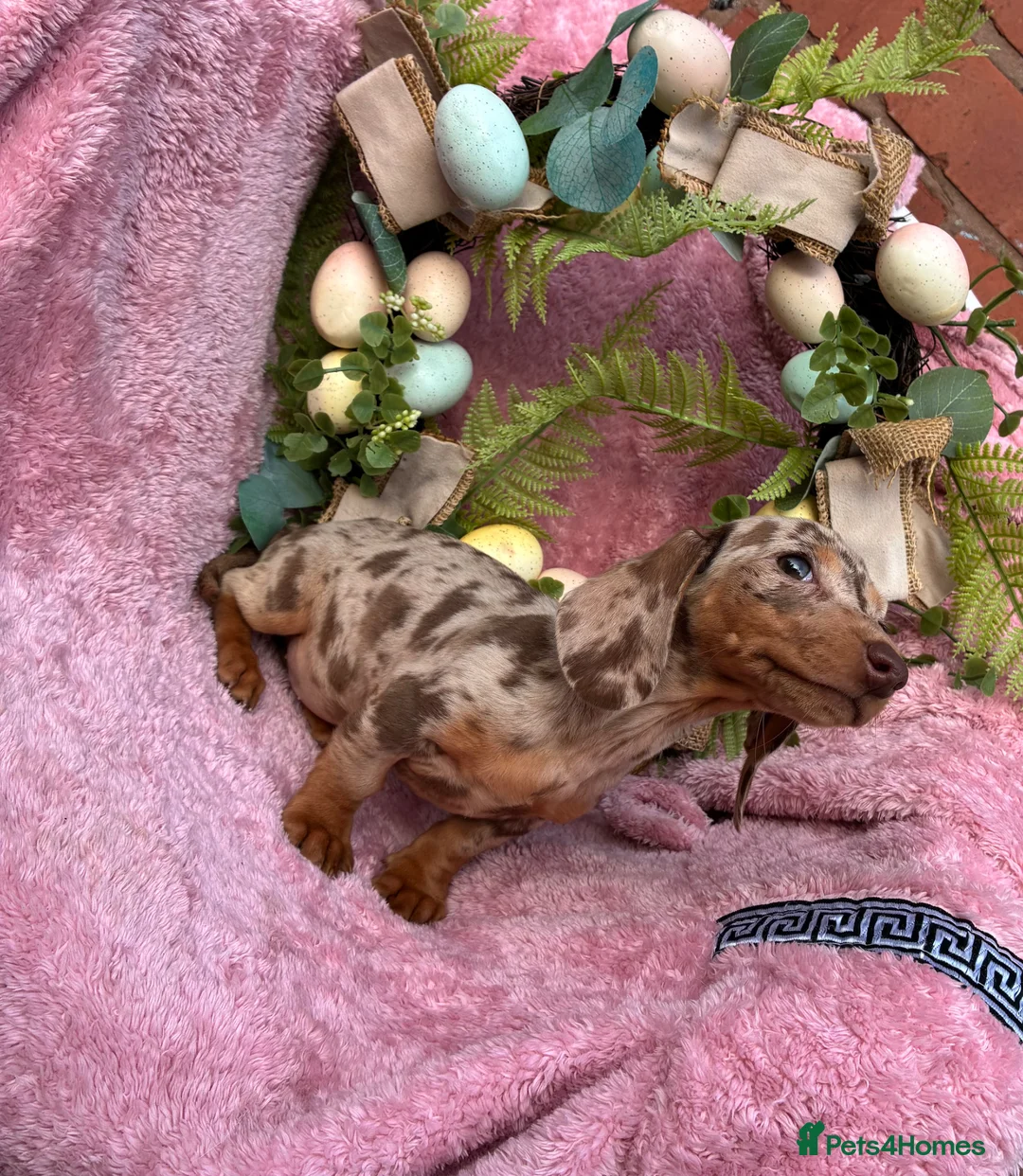 Miniature Dachshund dogs for sale: Miniature dachshund pups long hair & smooth hair  - Advert 1