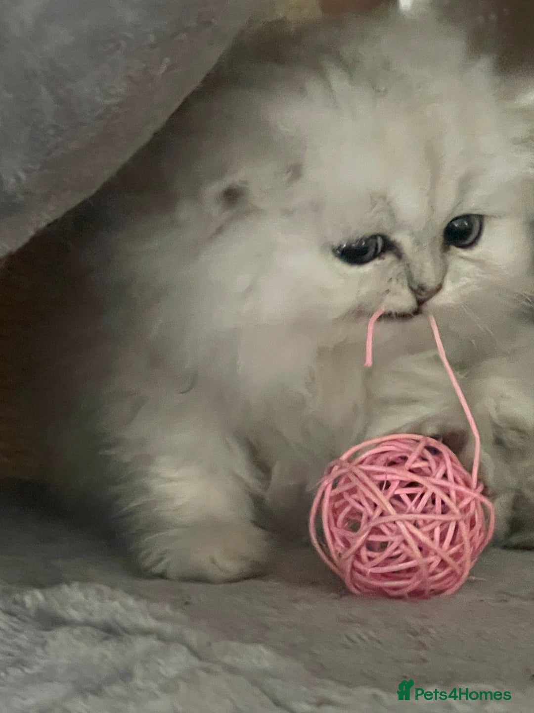 Persian cats for sale: Silver Persian chinchilla kittens, 2 Male 1 Female - Image 7