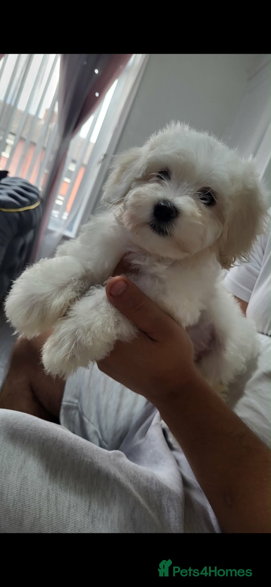 Maltese dogs  Beautiful Maltese Puppies Looking Loving Homes  - Advert 2