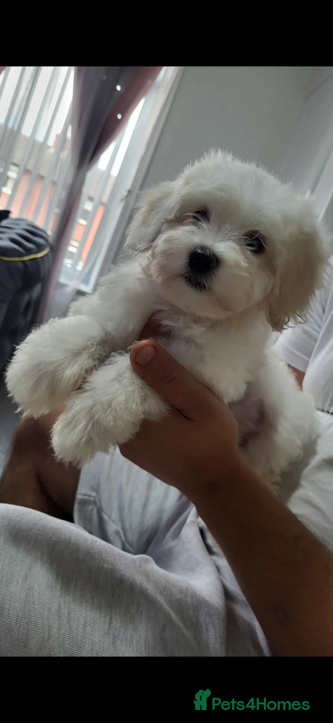 Maltese dogs for sale:  Beautiful Maltese Puppies Looking Loving Homes  - Advert 2